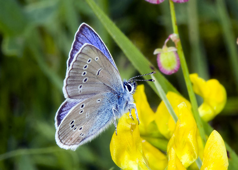 Lycaenidae: Cyaniris semiargus ?  S !